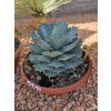 agave-potatorum-v-celkovej-vyske-40-cm--sirke-30-cm