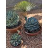 agave-potatorum-v-celkovej-vyske-40-cm--sirke-30-cm-1