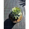 Agave potatorum v šírke 23 cm 2