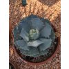 agave-potatorum-v-celkovej-vyske-40-cm--sirke-30-cm-2