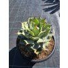 Agave potatorum v šírke 23 cm 1