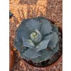 agave-potatorum-v-celkovej-vyske-40-cm--sirke-30-cm-3