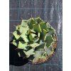 Agave potatorum v šírke 23 cm 4