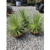 agave-stricta-nana-v-celkovej-vyske-40-cm-1