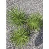 agave-stricta-nana-v-celkovej-vyske-40-cm-2