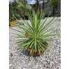 agave-stricta-nana-v-celkovej-vyske-40-cm