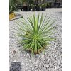 agave-stricta-nana-v-celkovej-vyske-40-cm-3