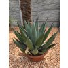 agave--nigra-v-celkovej-vyske-60-cm--sirke-60-cm