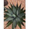 agave--nigra-v-celkovej-vyske-60-cm--sirke-60-cm-2