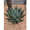 agave--nigra-v-celkovej-vyske-60-cm--sirke-60-cm-1