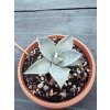 Agave pygmaea Dragon Toes 6-2025