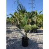 trachycarpus-wagnerianus-v-celkovej-vyske-150-cm-1