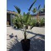 trachycarpus-wagnerianus-v-celkovej-vyske-150-cm-3