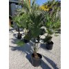 trachycarpus-wagnerianus-v-celkovej-vyske-150-cm-4