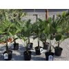 trachycarpus-wagnerianus-v-celkovej-vyske-150-cm-5