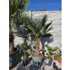 trachycarpus-wagnerianus-v-celkovej-vyske-145-cm-1