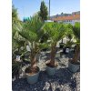 trachycarpus-wagnerianus-v-celkovej-vyske-145-cm-2