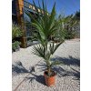 trachycarpus-fortunei-v-celkovej-vyske-130-cm