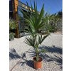 trachycarpus-fortunei-v-celkovej-vyske-130-cm-1
