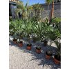 trachycarpus-fortunei-v-celkovej-vyske-130-cm-2