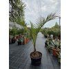 Phoenix canariensis v celkovej výške 140 cm 1