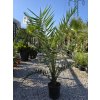 phoenix-canariensis-v-celkovej-vyske-150-cm