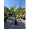 phoenix-canariensis-v-celkovej-vyske-150-cm-1