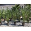 phoenix-canariensis-v-celkovej-vyske-150-cm-2