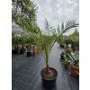 Phoenix canariensis v celkovej výške 140 cm