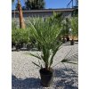 chamaerops-humilis-trpazlicia-palma-v-celkovej-vyske-100-cm