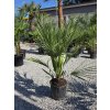 chamaerops-humilis-trpazlicia-palma-v-celkovej-vyske-100-cm-1