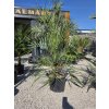 butia-capitata-v-celkovej-vyske-110-cm