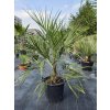 butia-capitata-v-celkovej-vyske-150-cm-2