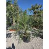 butia-capitata-v-celkovej-vyske-110-cm-1