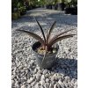 mangave-pineapple-v-sirke-21-cm--vyske-15-cm-1