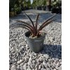 mangave-pineapple-v-sirke-21-cm--vyske-15-cm