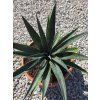 Mangave Pineapple v šírke 30 cm