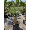yucca-rostrata-mn-s-vyskou-kmena-65-cm-v-celkovej-vyske-155-cm-1
