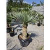 yucca-rostrata-mn-s-vyskou-kmena-65-cm-v-celkovej-vyske-155-cm