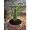 yucca-rostrata-s-vyskou-kmena-10-cm--celkova-vyska-66-cm-1