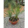 Yucca rostrata dva kmene, vo výške 70 cm