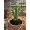 yucca-rostrata-s-vyskou-kmena-10-cm--celkova-vyska-66-cm