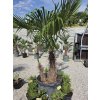trachycarpus-fortunei-v-celkovej-vyske-220-cm-s-vyskou-kmena-60-cm-1