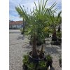 trachycarpus-fortunei-v-celkovej-vyske-220-cm-s-vyskou-kmena-60-cm-2