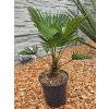 Trachycarpus trachycarpus-wagnerianus-v-celkovej-vyske-60-cm
