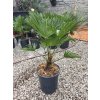 trachycarpus-wagnerianus-v-celkovej-vyske-60-cm-1