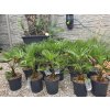 trachycarpus-wagnerianus-v-celkovej-vyske-60-cm-2