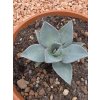 agave-pygmaea-dragon-toes-v-sirke-14-cm--vyske-11-cm-1