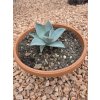 agave-pygmaea-dragon-toes-v-sirke-14-cm--vyske-11-cm-2