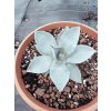 agave-pygmaea-dragon-toes-v-sirke-14-cm--vyske-11-cm-5